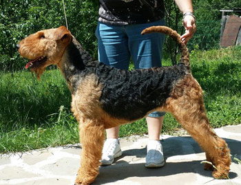 airedale-terrier