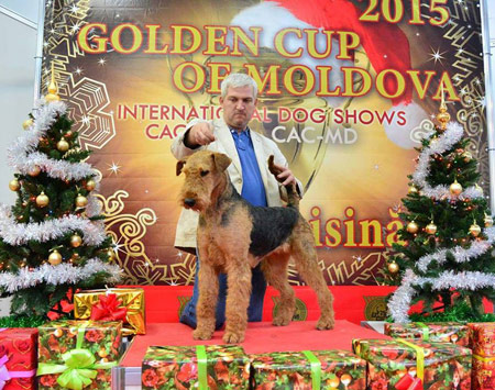 airedale-terrier