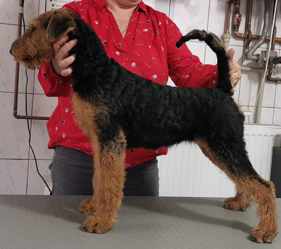 airedale-terrier