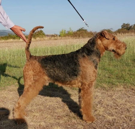 airedale-terrier