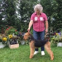 pui-airedale-terrier