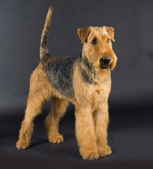 pui-airedale-terrier